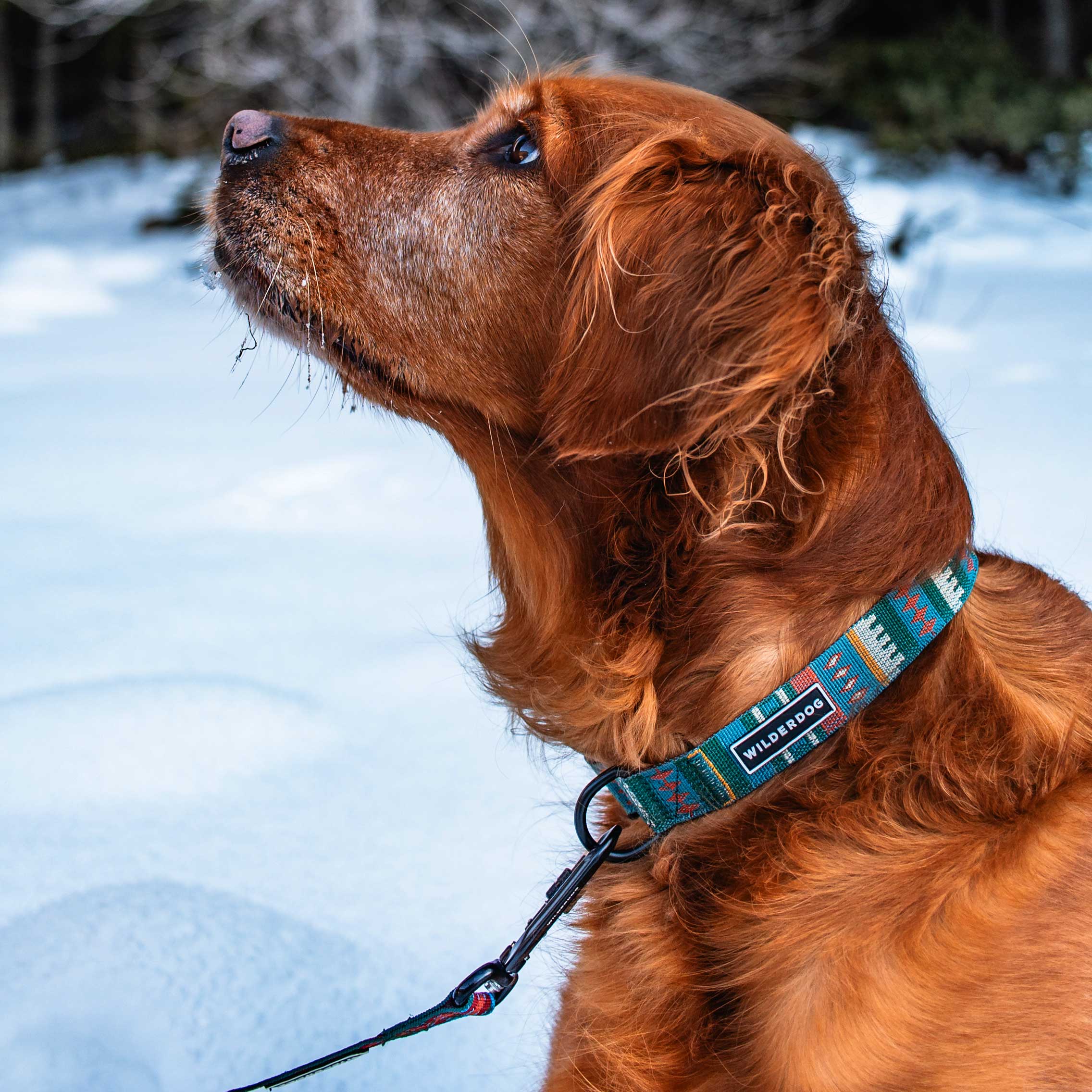 Yucca Ultralight Collar - Image 3